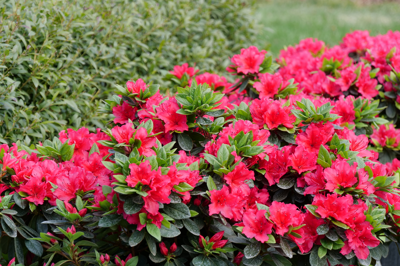 Perfecto Mundo® Red Reblooming Azalea (Rhododendron hybrid)