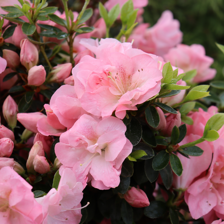 Perfecto Mundo Pink Carpet® Reblooming Azalea (Rhododendron hybrid)