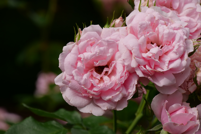 Reminiscent® Pink Rose (Rosa)