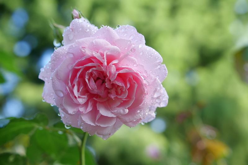 Reminiscent® Pink Rose (Rosa)