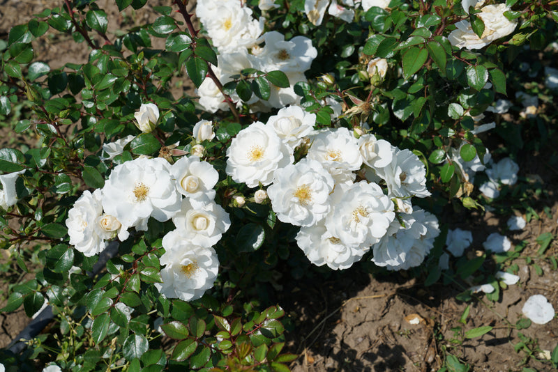 Oso Easy Ice Bay® Rose (Rosa hybrid)- New Proven Winners® Variety 2024