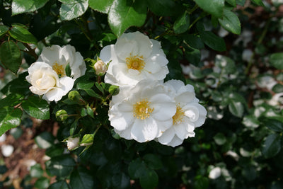 Oso Easy Ice Bay® Rose (Rosa hybrid)- New Proven Winners® Variety 2024