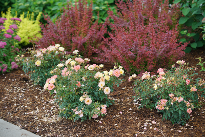 Oso Easy Italian Ice® Landscape Rose (Rosa hybrid)