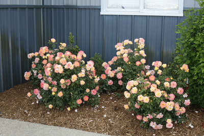 Oso Easy Italian Ice® Landscape Rose (Rosa hybrid)