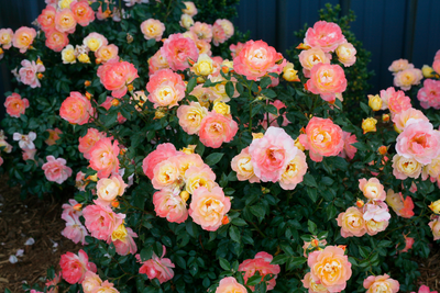 Oso Easy Italian Ice® Landscape Rose (Rosa hybrid)