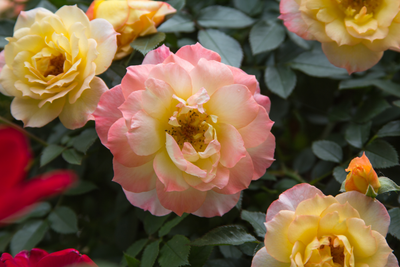 Oso Easy Italian Ice® Landscape Rose (Rosa hybrid)