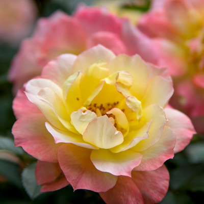 Oso Easy Italian Ice® Landscape Rose (Rosa hybrid)