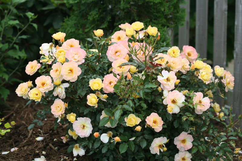 Oso Easy Italian Ice® Landscape Rose (Rosa hybrid)