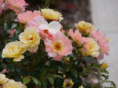 Oso Easy Italian Ice® Landscape Rose (Rosa hybrid)