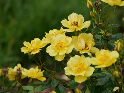 Oso Easy Lemon Zest® Landscape Rose (Rosa hybrid)