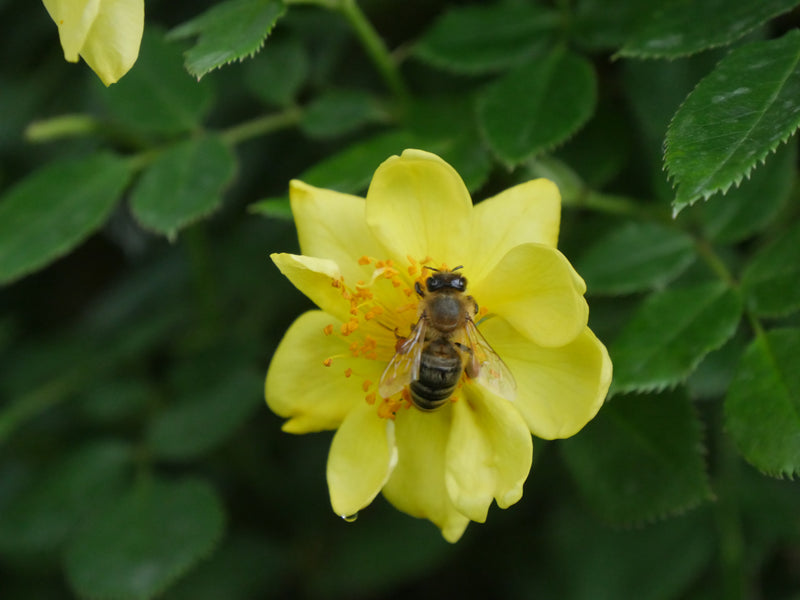 Oso Easy Lemon Zest® Landscape Rose (Rosa hybrid)