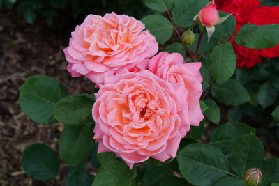 Reminiscent® Coral Rose (Rosa hybrid)