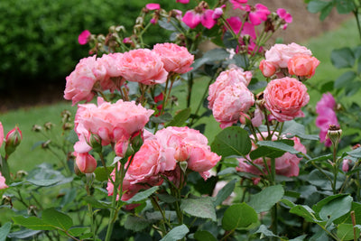 Reminiscent® Coral Rose (Rosa hybrid)