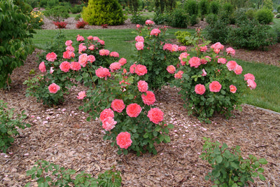 Reminiscent® Coral Rose (Rosa hybrid)