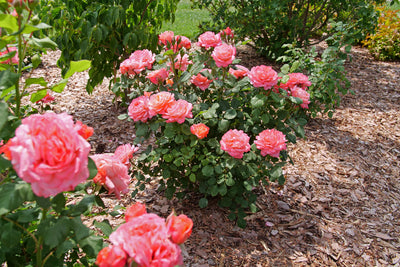 Reminiscent® Coral Rose (Rosa hybrid)