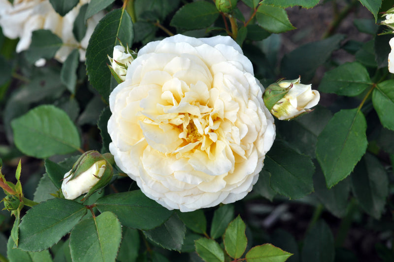 Reminiscent® Crema Rose (Rosa hybrid)