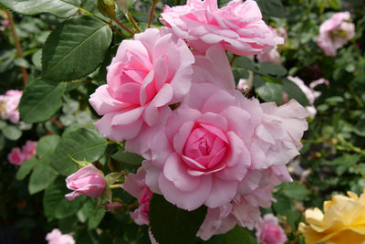 Reminiscent® Pink Rose (Rosa hybrid)