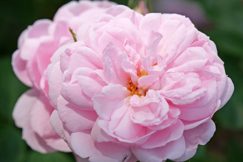 Reminiscent® Pink Rose (Rosa hybrid)