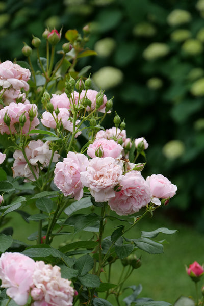 Reminiscent® Pink Rose (Rosa hybrid)