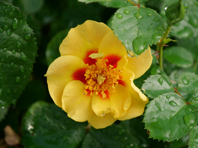 Ringo® Rose (Rosa hybrid)