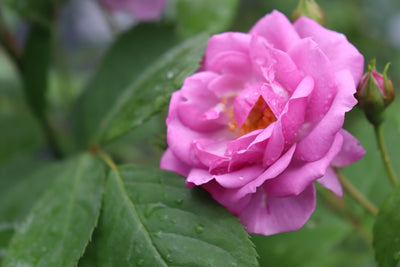 Rise Up Lilac Days™ Rose (Rosa hybrid)