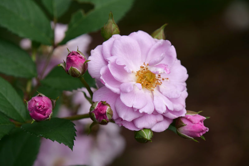 Rise Up Lilac Days™ Rose (Rosa hybrid)