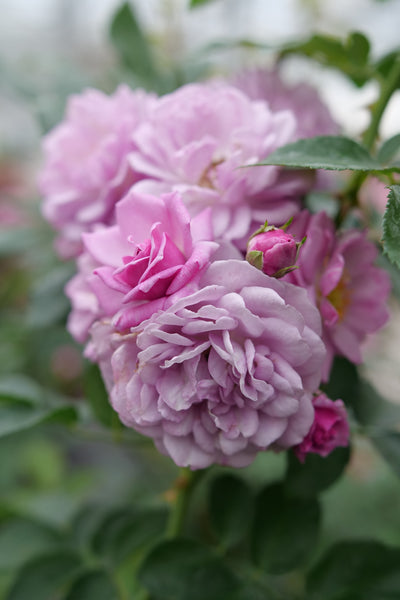 Rise Up Lilac Days™ Rose (Rosa hybrid)