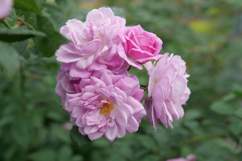 Rise Up Lilac Days™ Rose (Rosa hybrid)