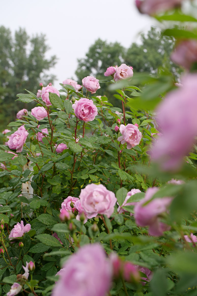 Rise Up Lilac Days™ Rose (Rosa hybrid)