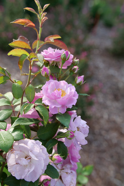 Rise Up Lilac Days™ Rose (Rosa hybrid)