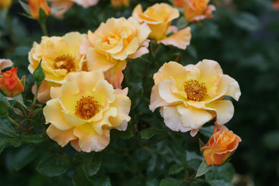 Oso Easy® Sunorita® Landscape Rose (Rosa hybrid)