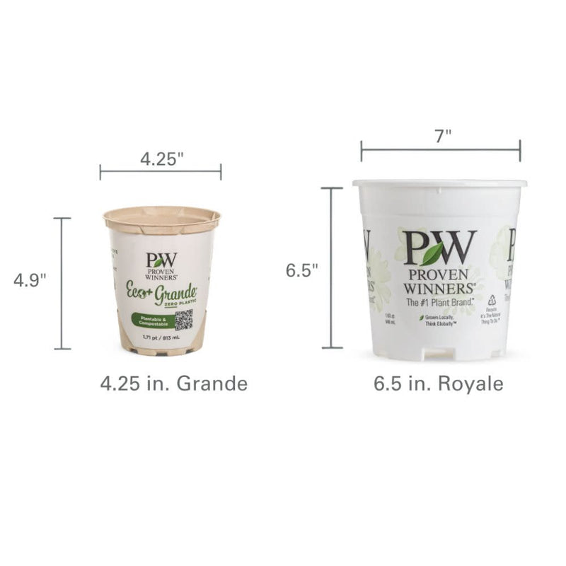 Infographic showing the size comparison between Grande and Royale.