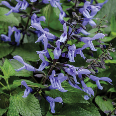 Rockin' Blue Suede Shoes Salvia up close.