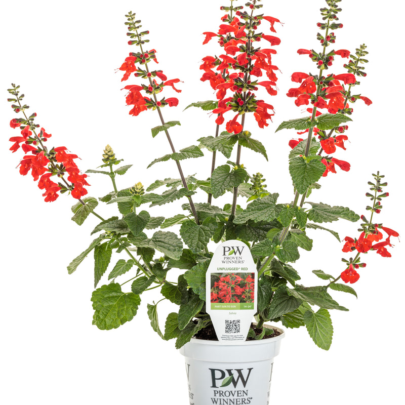 Limited Edition Royale | Unplugged® Red Scarlet Sage (Salvia coccinea)