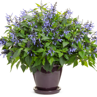 Limited Edition Royale | Rockin'® Blue Suede Shoes™ Salvia (Salvia hybrid)