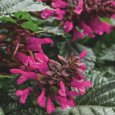 Rockin'® Fuchsia Salvia (Salvia hybrid)