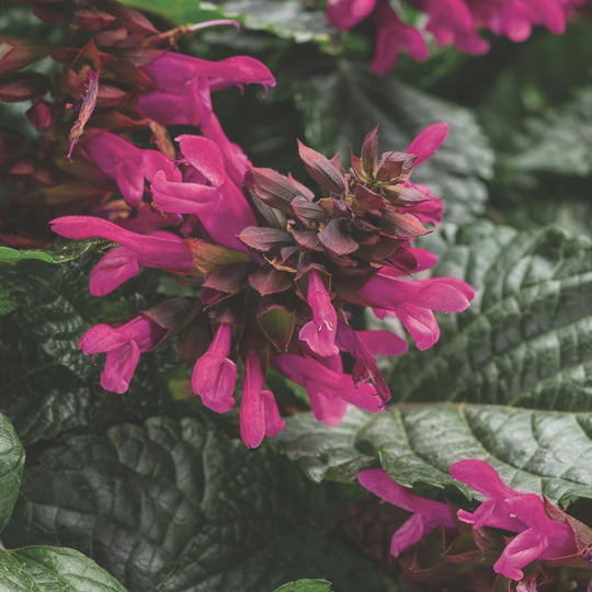 Rockin'® Fuchsia Salvia
