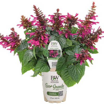 Rockin'® Fuchsia Salvia (Salvia hybrid)