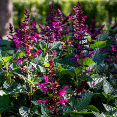 Rockin' Fuchsia Salvia in focus.