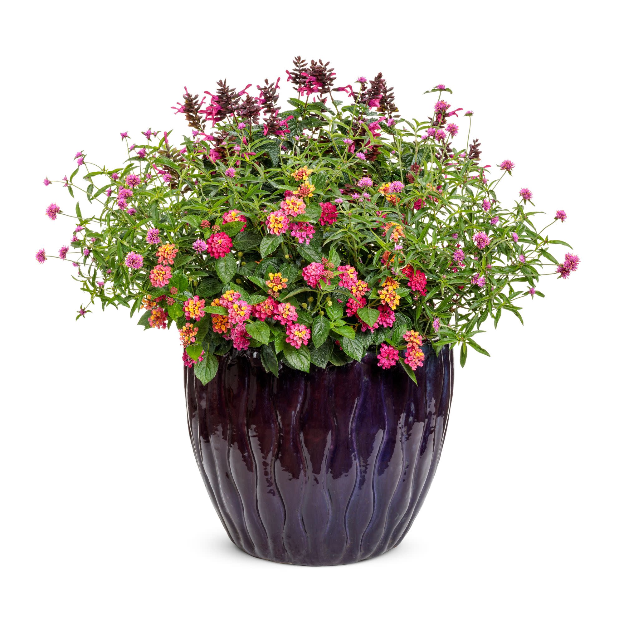 Salvia | Rockin'® Fuchsia | Proven Winners® Annuals – Proven