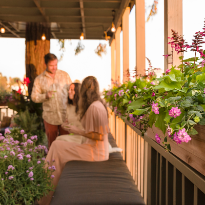 Rockin' Fuchsia Salvia in use.