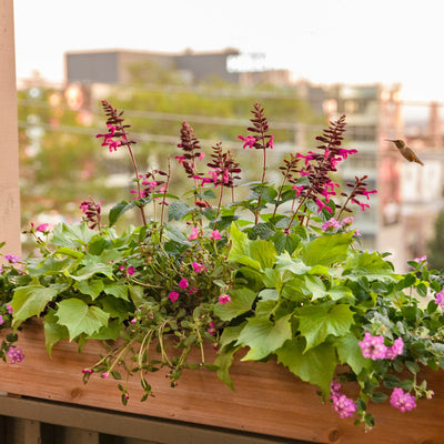 Rockin' Fuchsia Salvia in use.