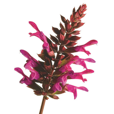 Limited Edition Royale | Rockin'® Fuchsia Salvia (Salvia hybrid)