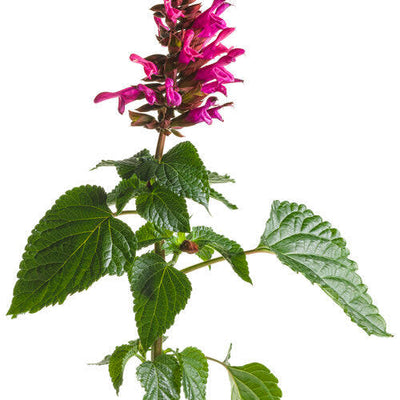 Rockin' Fuchsia Salvia in macro.