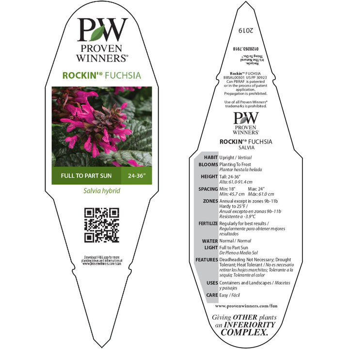 Salvia | Royale Rockin'® Fuchsia | Proven Winners® Annuals
