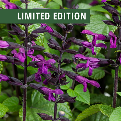 Rockin' Deep Purple Salvia up close.