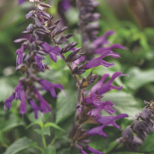 Rockin'® Deep Purple Salvia