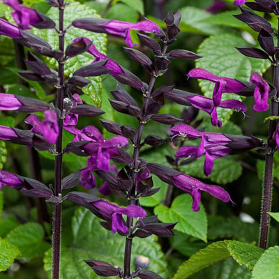 Rockin' Deep Purple Salvia up close.