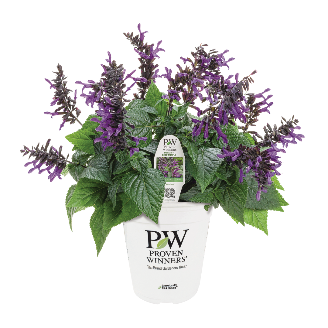 Salvia | Royale Rockin'® Deep Purple | Proven Winners® Annuals