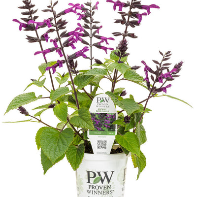 Rockin' Deep Purple Salvia in container.